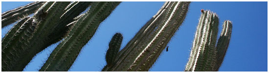 Cactussen op Aruba